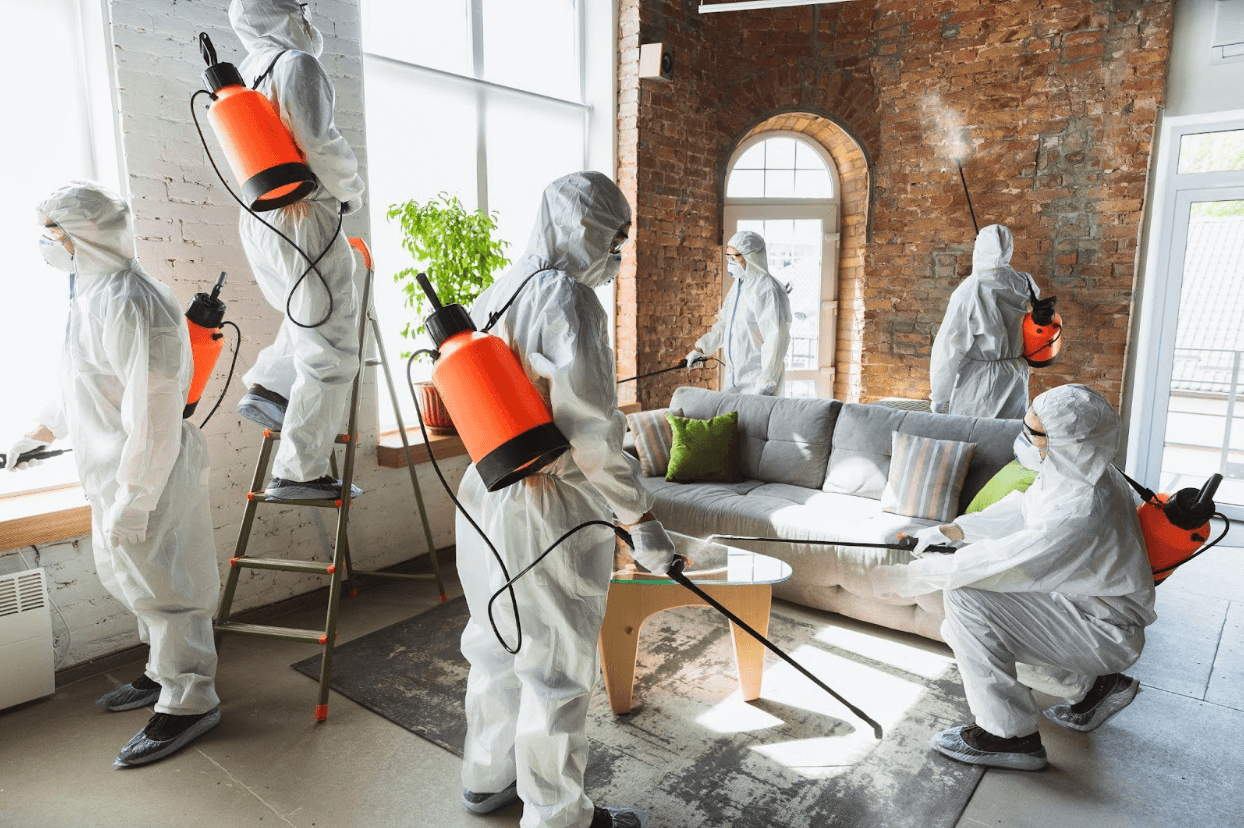 What You Should Know about Professional Mold Remediation